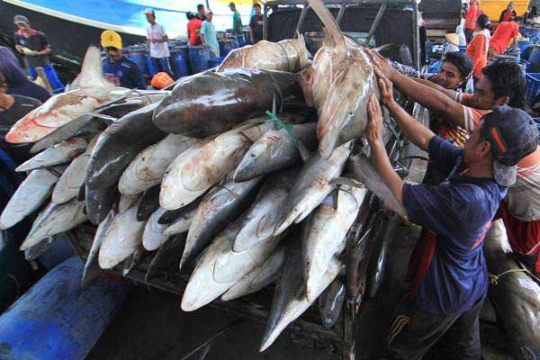  Permintaan Daging Hiu di Tanjung Luar, Lombok Timur Capai 200 Ekor per Hari