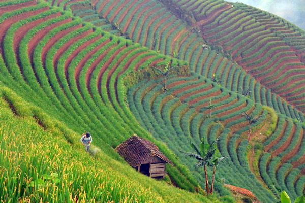  Bangka Barat Prioritaskan Agrobisnis & Agroindustri
