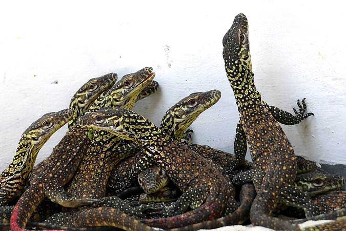  Kementerian Lingkungan Hidup dan Kehutanan Mengutuk Keras Penyelundupan Bayi Komodo