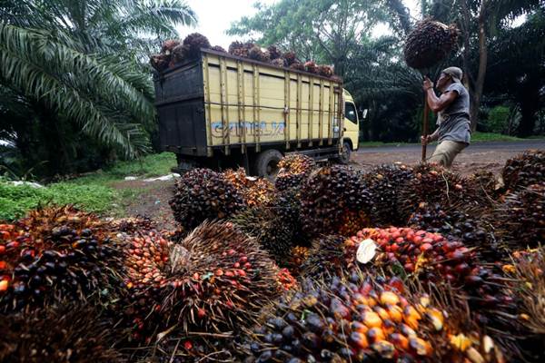 Ilustrasi: Pekerja memindahkan kelapa sawit hasil panen ke atas truk./Bisnis-Rachman