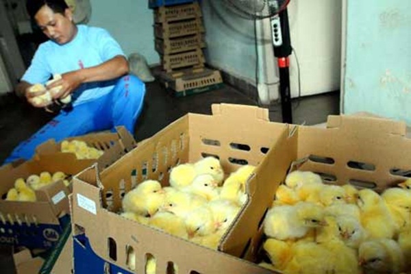  Pemprov Gorontalo Bantu 18.000 Bibit Ayam bagi KK Miskin