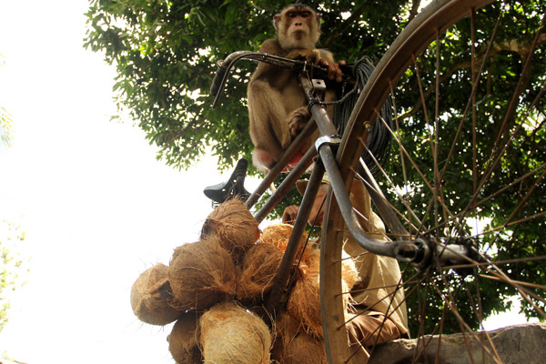  Sentra Industri Sabut Kelapa Beri Nilai Tambah Bagi Petani Sumsel