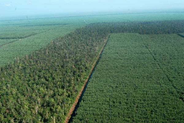  KLHK : Belum Ada Rencana Penerbitan Izin Baru Hutan Tanaman Industri