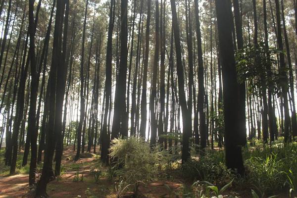  Pesona Alami di Gunung Pancar