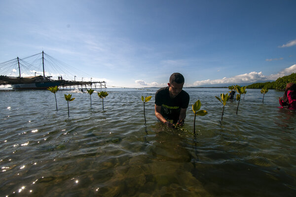  2.000 Mangrove di Teluk Palu dan Ikhtiar Meminimalisir Imbas Bencana