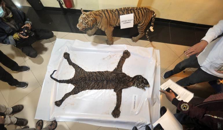  Perdagangan Bagian Tubuh Harimau Sumatra