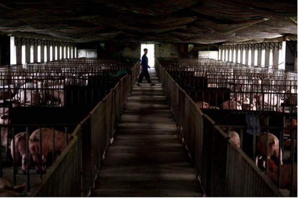  Waspada Penyebaran Virus Flu Babi Afrika