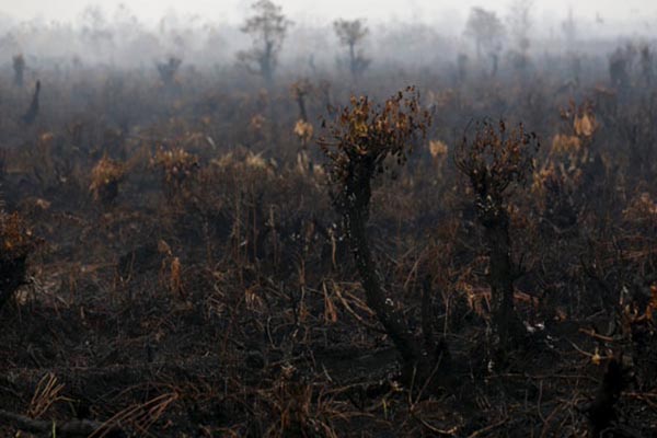  Waspada, Kalteng Mulai Diancam Kebakaran Hutan & Lahan