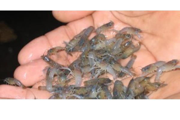  Baby Lobster Senilai Rp15 Miliar Dilepasliarkan di Perairan Simeulue
