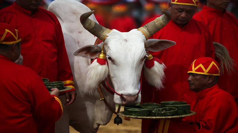  Lembu Suci Kerajaan Prediksi Panen di Thailand Baik
