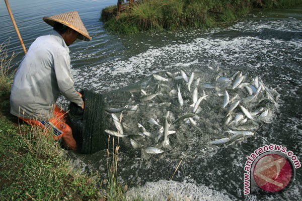  PERIKANAN BUDI DAYA: Indonesia Jadi Lokasi Percontohan Perbaikan Tata Kelola Biosekuriti