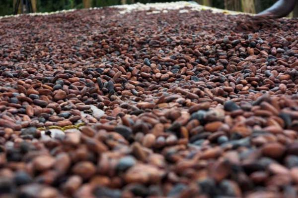  Papua Jajaki Kerja Sama Pengembangan Cokelat dengan Belgia