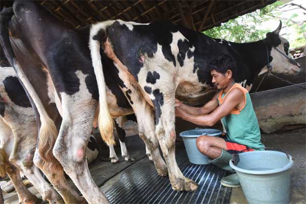 Pekerja memerah susu sapi di sebuah peternakan di Surabaya, Jawa Timur, Jumat (12/5)./Antara-M Risyal Hidayat