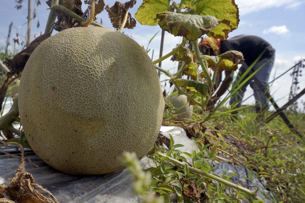  Jatim Dorong Inovasi Buah Melon