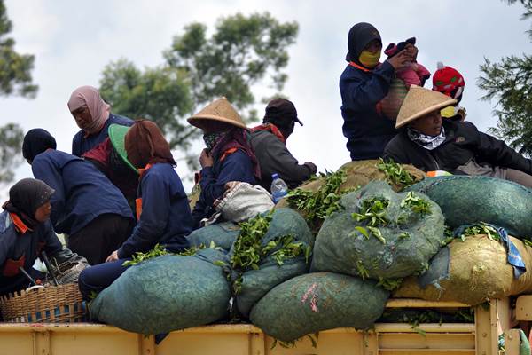  Kementan Kaji Usulan Pembebasan PPN Produk Perkebunan