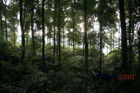 Pengusaha Hutan Nantikan Kemudahan Ekspor