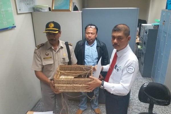  Aviation Security Bandara I Gusti Ngurah Rai Kembali Gagalkan Upaya Penyelundupan Binatang Dilindungi ke Luar Negeri