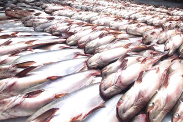  Isi Ceruk Pasar Arab Saudi, Pengusaha Siapkan 300 Ton Ikan Patin