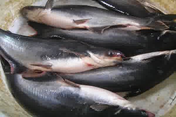  Pengusaha RI Siap Pasok 300 Ton Ikan Patin ke Arab Saudi