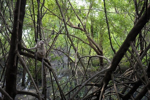  Chevron Gandeng YKAN untuk Selamatkan Ekosistem Mangrove