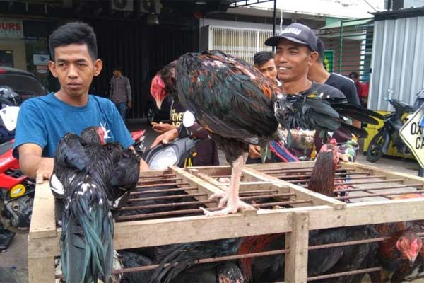  Harga ayam kampung di Makassar melonjak menjelang Lebaran 2019