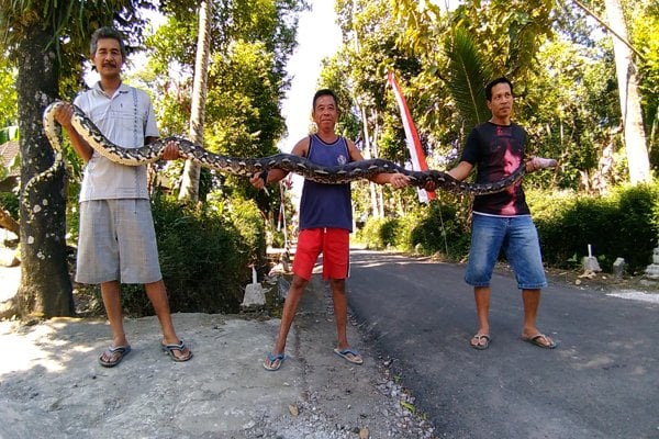  Di Boyolali, dalam Sepekan 3 Ular Piton Ditangkap Warga