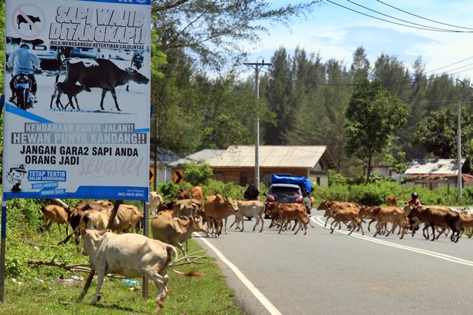  Waspadai Jalan Lintas Medan - Banda Aceh, Banyak Sapi Berkeliaran