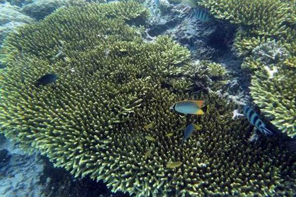  5 Destinasi Snorkeling Populer di Raja Ampat