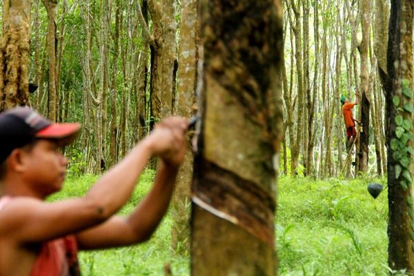  Prospek Kesepakatan Perdagangan AS-China Menurun, Harga Karet Melemah