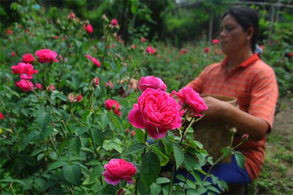 Petani memanen bunga mawar merah di Mlambong, Sruni, Musuk, Boyolali, Jawa Tengah, Senin (8/5)./Antara-Aloysius Jarot Nugroho