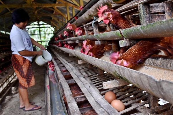 Peternak mengambil telur ayam broiler di salah satu peternakan di Ungaran Barat, Kabupaten Semarang, Jawa Tengah, Selasa (7/3)./Antara-Aditya Pradana Putra