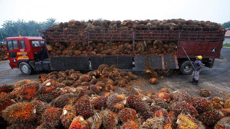 Pekerja membongkar muatan kelapa sawit dari truk di Salak Tinggi, di luar Kuala Lumpur, Malaysia./Reuters-Samsul Said