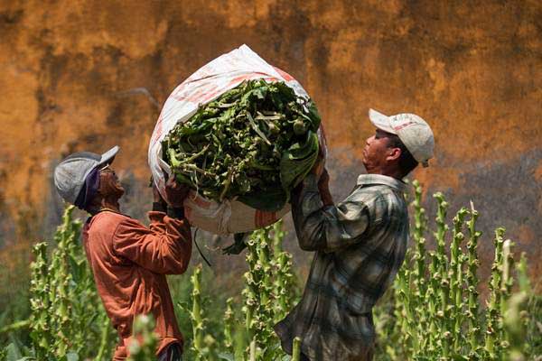 Buruh tani mengangkat daun tembakau hasil panen di Bolon, Colomadu, Karangayar, Jawa Tengah, Senin (4/9)./ANTARA-Mohammad Ayudha