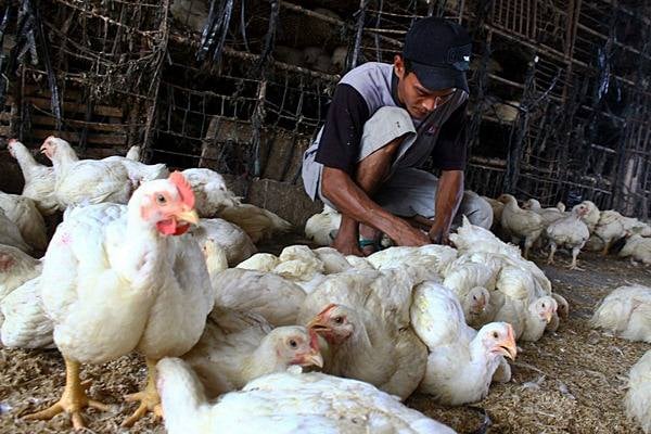  Mentan Janji Sikat Pihak Bermain di Kasus Ayam Pedaging