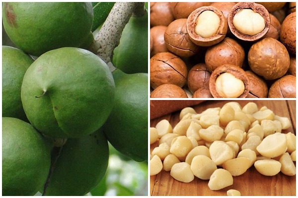  KLHK Gunakan Kacang Macadamia untuk Rehabilitasi Lahan