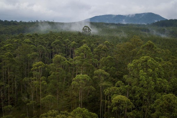  Aceh Jaya Ajukan Pengakuan 2 Hutan Adat