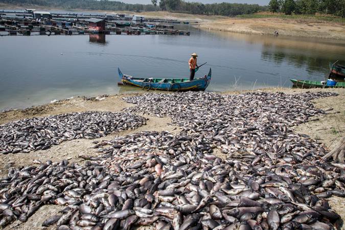  Ratusan Ton Ikan Mati di Waduk Kedung Ombo
