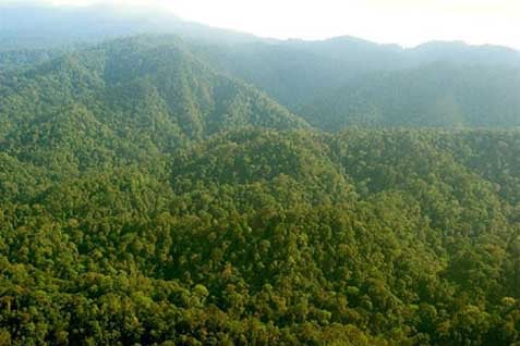 Papua Barat Bakal Wujudkan Kawasan Hutan Konservasi 70 Persen