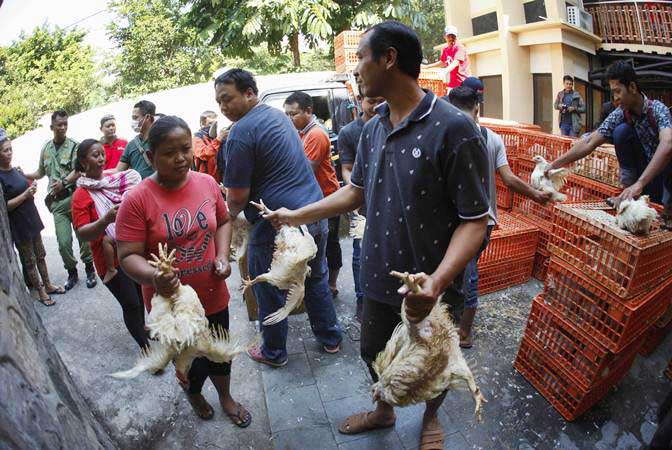  5 Berita Populer Ekonomi, Pemerintah Selidiki Penyebab Anjloknya Harga Ayam Ras Broiler dan Kalteng ‘Salip’ Kaltim Sebagai Ibu Kota Baru