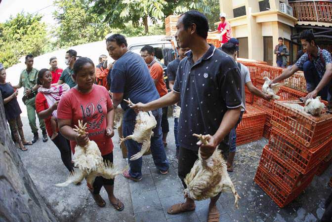  Penyebab Anjloknya Harga Ayam Ras Broiler Diselidiki