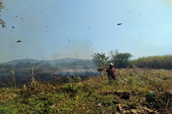  Si Jago Merah Hanguskan 7 Hektare Lahan Tebu di Gantiwarno Klaten