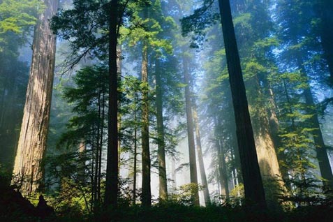  Pengalihan Status 53.000 Hektare Hutan Penuh Risiko