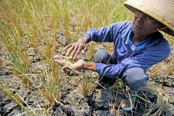  Petani di Banten Diimbau Percepat Tanam Padi