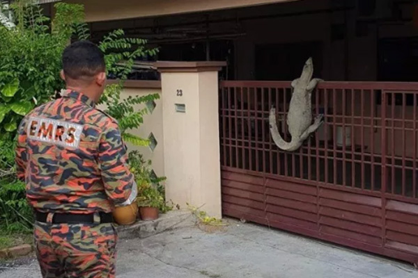  Heboh Reptil Raksasa Panjat Pagar Rumah Warga, Komodo atau Biawak?