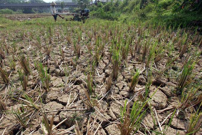  9.000 Hektare Sawah di Banten Kekeringan, Dinas Pertanian Lakukan Hal Ini