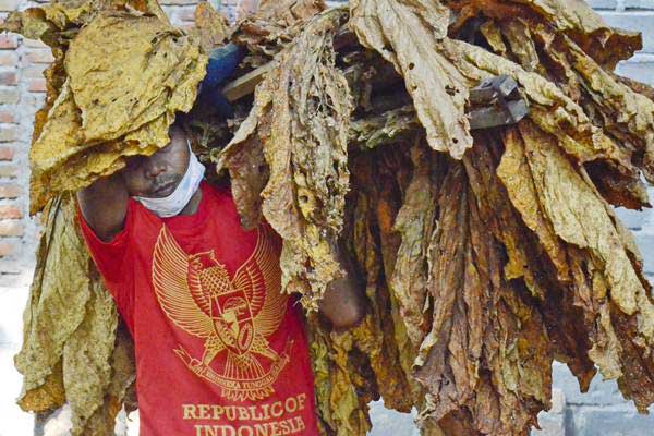  Pembatasan Impor Tembakau Dinilai Hanya Untungkan Sebagian Petani