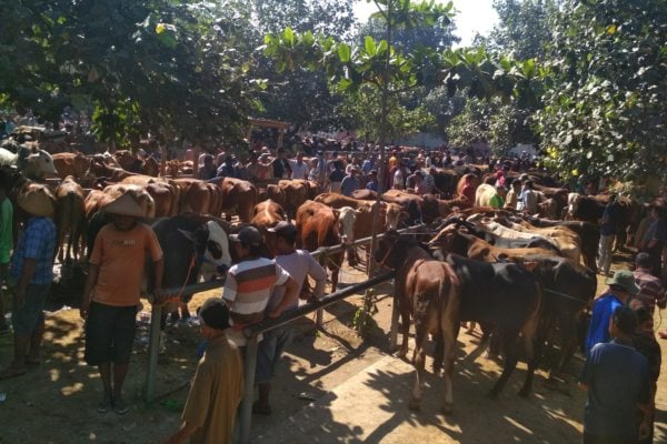  Iduladha: Harga Sapi di Pasar Hewan Bekonang Sukoharjo Naik Rp200.000 Per Hari