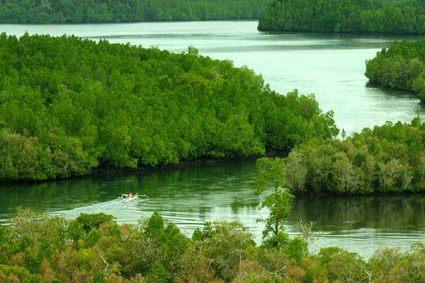 Perahu melintas di kawasan konservasi mangrove./ANTARA-Fiqman Sunandar