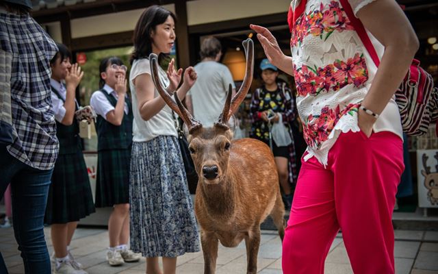  Rusa di Jepang Mati dengan 4,3 Kg Sampah Plastik di Perutnya