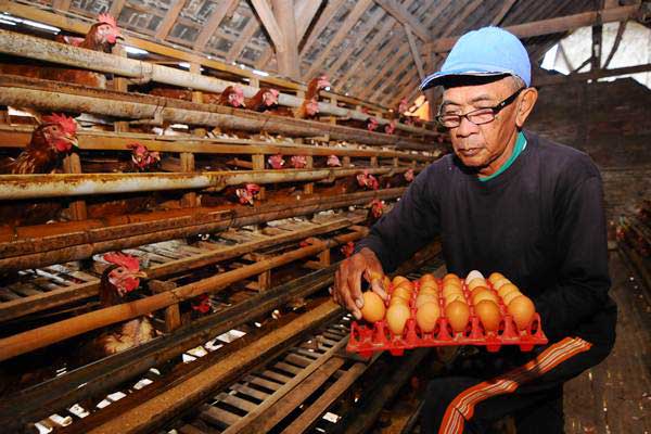 Peternak mengumpulkan telur ayam di Denggungan, Banyudono, Boyolali, Jawa Tengah, Rabu (26/12/2018)./ANTARA-Aloysius Jarot Nugroho